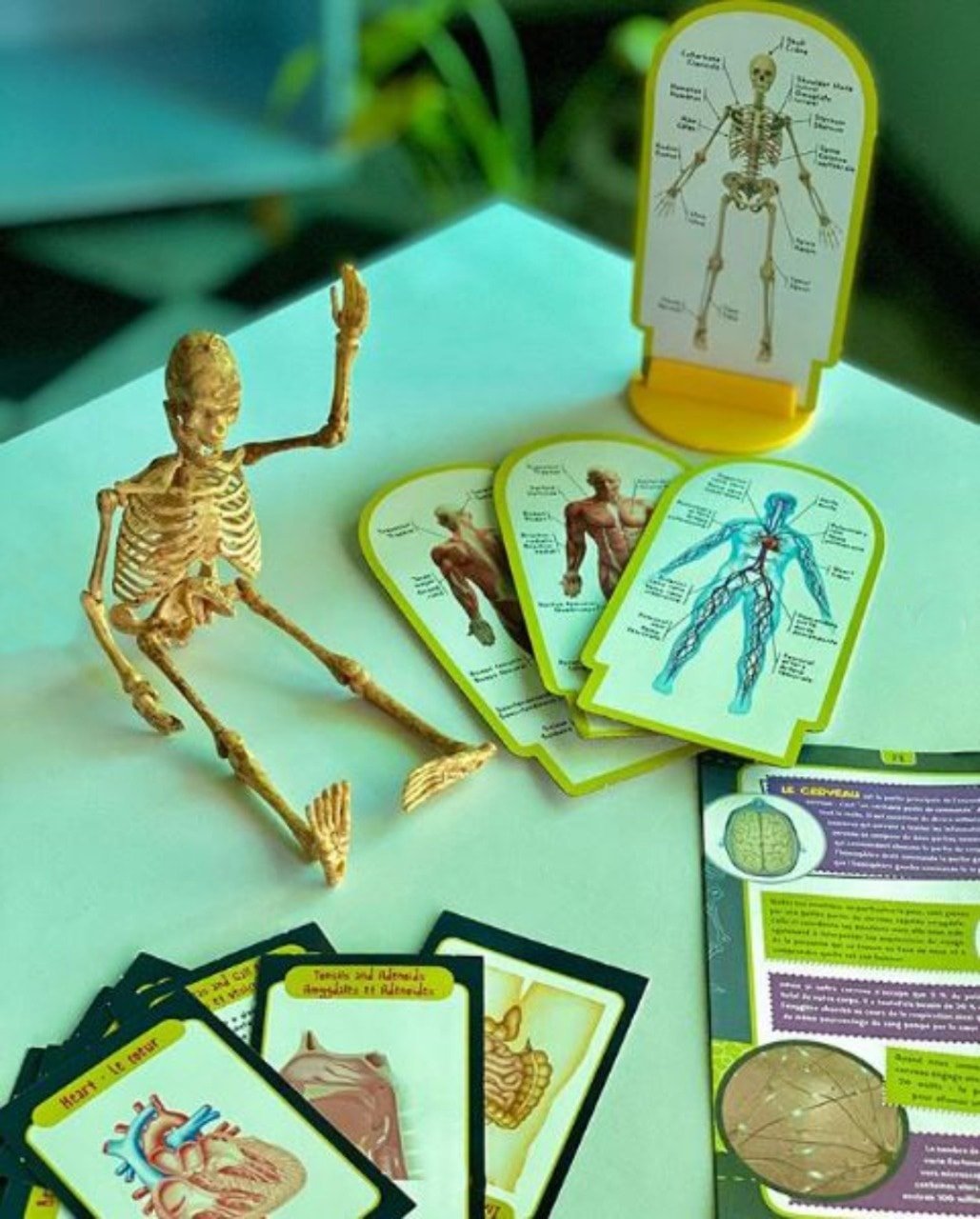 Fidtoy Human Body Anatomy Skeleton Model Science Kit with Organ Cards and Illustrated Manual for Kids