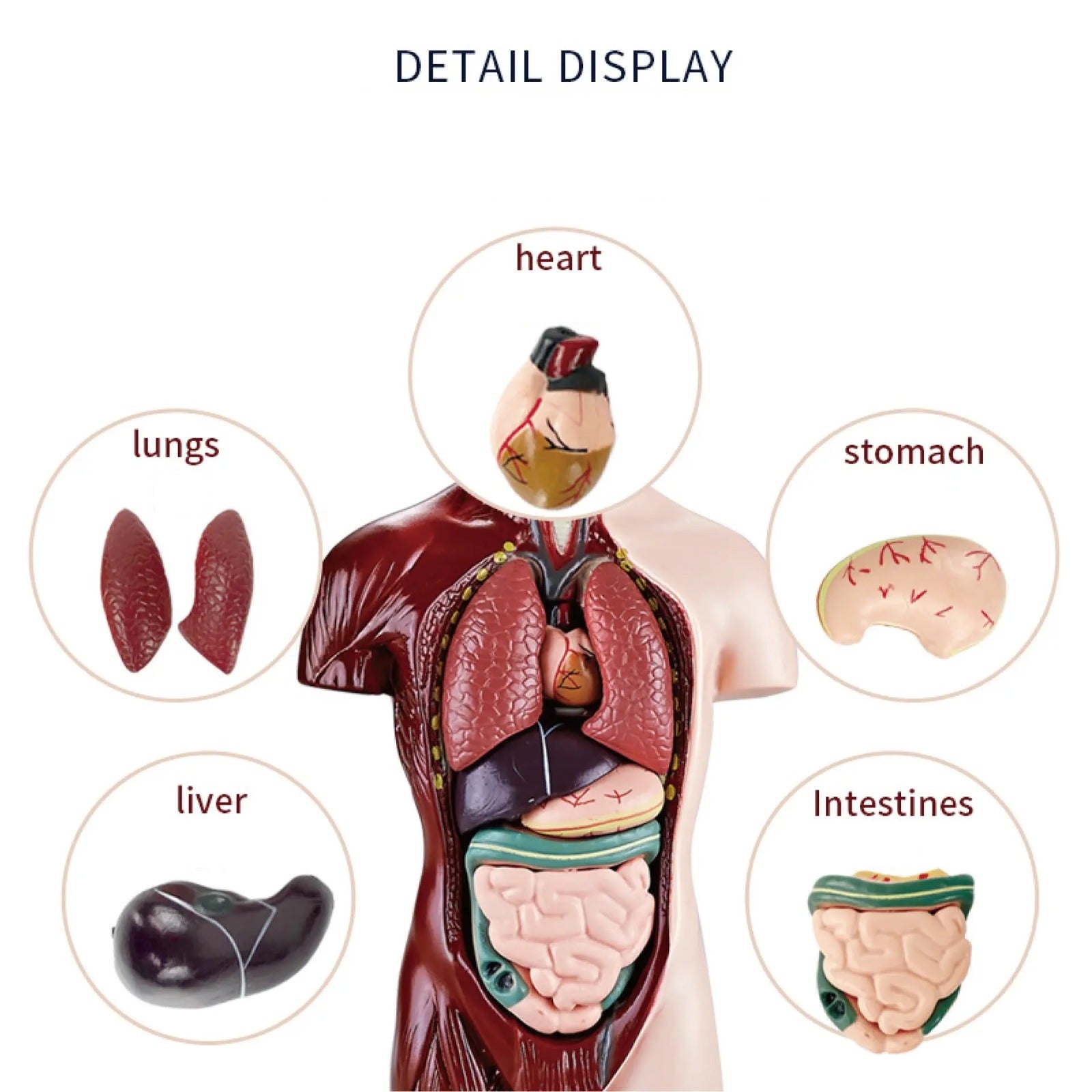 Fidtoy Human Torso Body Anatomy Model for Kids STEM Organ Skeleton Learning Science Kit with Stand