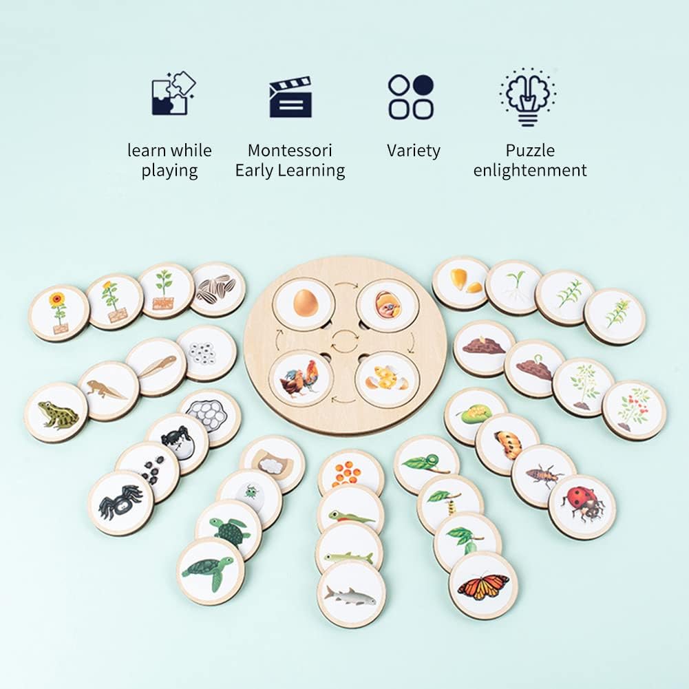 Fidtoy Life Cycle Board Montessori Nature Learning Toy for Kids