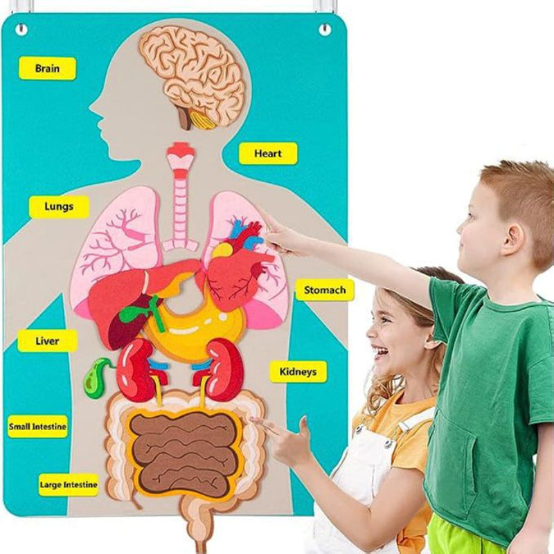 Partes del Cuerpo y Órganos de Fieltro Portátiles para Aprender con Tarjetas Didácticas Actividades de Habilidades para la Vida