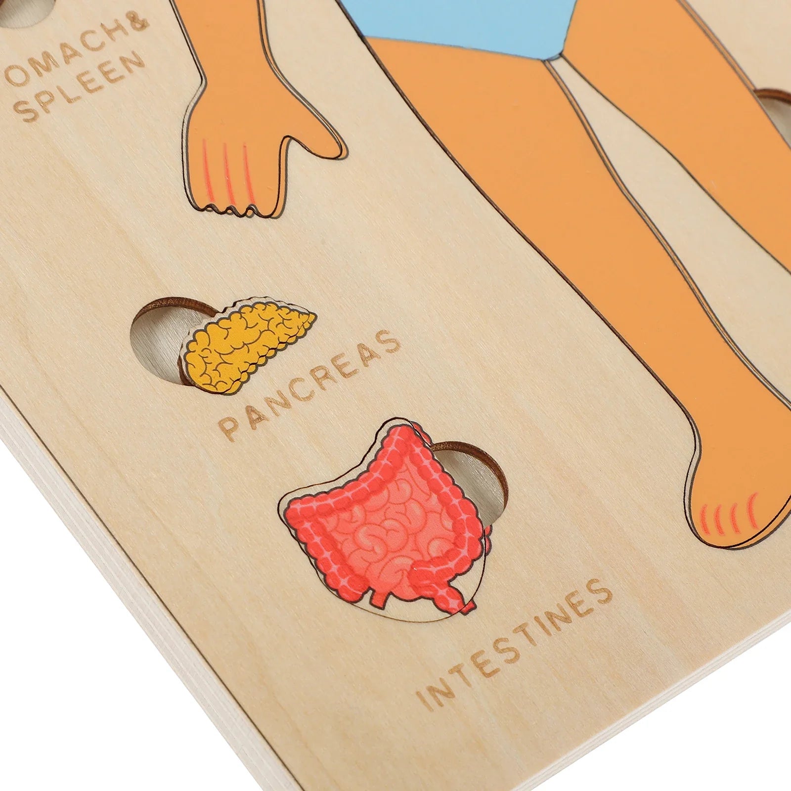 Fidtoy Human Organ Puzzle Set Montessori Anatomy Learning Toy