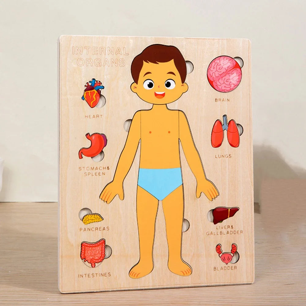 Fidtoy Human Organ Puzzle Set Montessori Anatomy Learning Toy