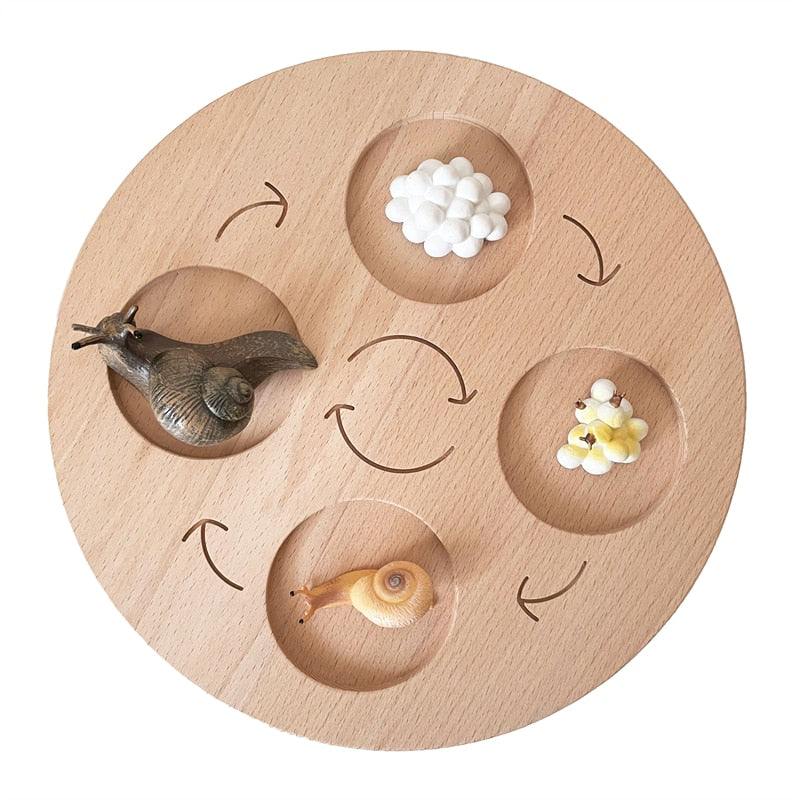 Fidtoy Montessori Life Cycle Board Wooden Educational Science Toy for Kids