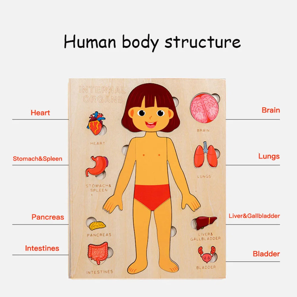 Fidtoy Human Organ Puzzle Set Montessori Anatomy Learning Toy