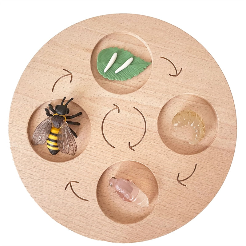 Fidtoy Montessori Life Cycle Board Wooden Educational Science Toy for Kids