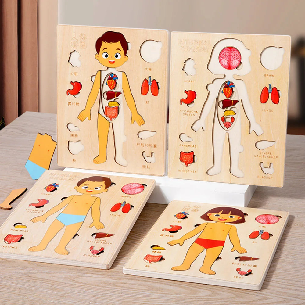 Fidtoy Human Organ Puzzle Set Montessori Anatomy Learning Toy