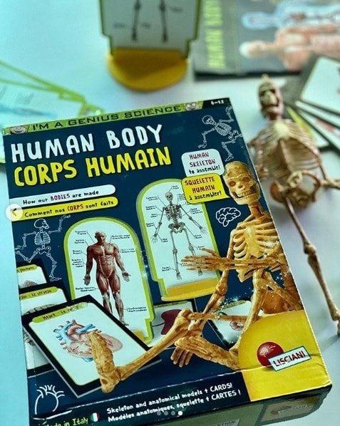 Fidtoy Human Body Anatomy Skeleton Model Science Kit with Organ Cards and Illustrated Manual for Kids