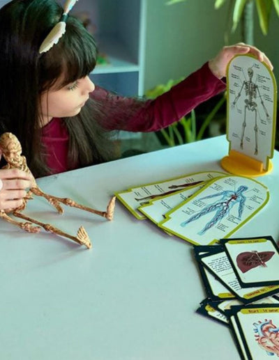Fidtoy Human Body Anatomy Skeleton Model Science Kit with Organ Cards and Illustrated Manual for Kids