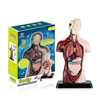 Modèle anatomique de torse humain - 027