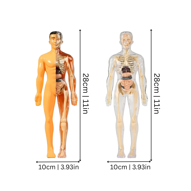 Juguete de Ensamblaje de Esqueleto Humano para Niños – Modelo de Aprendizaje de Anatomía Montessori