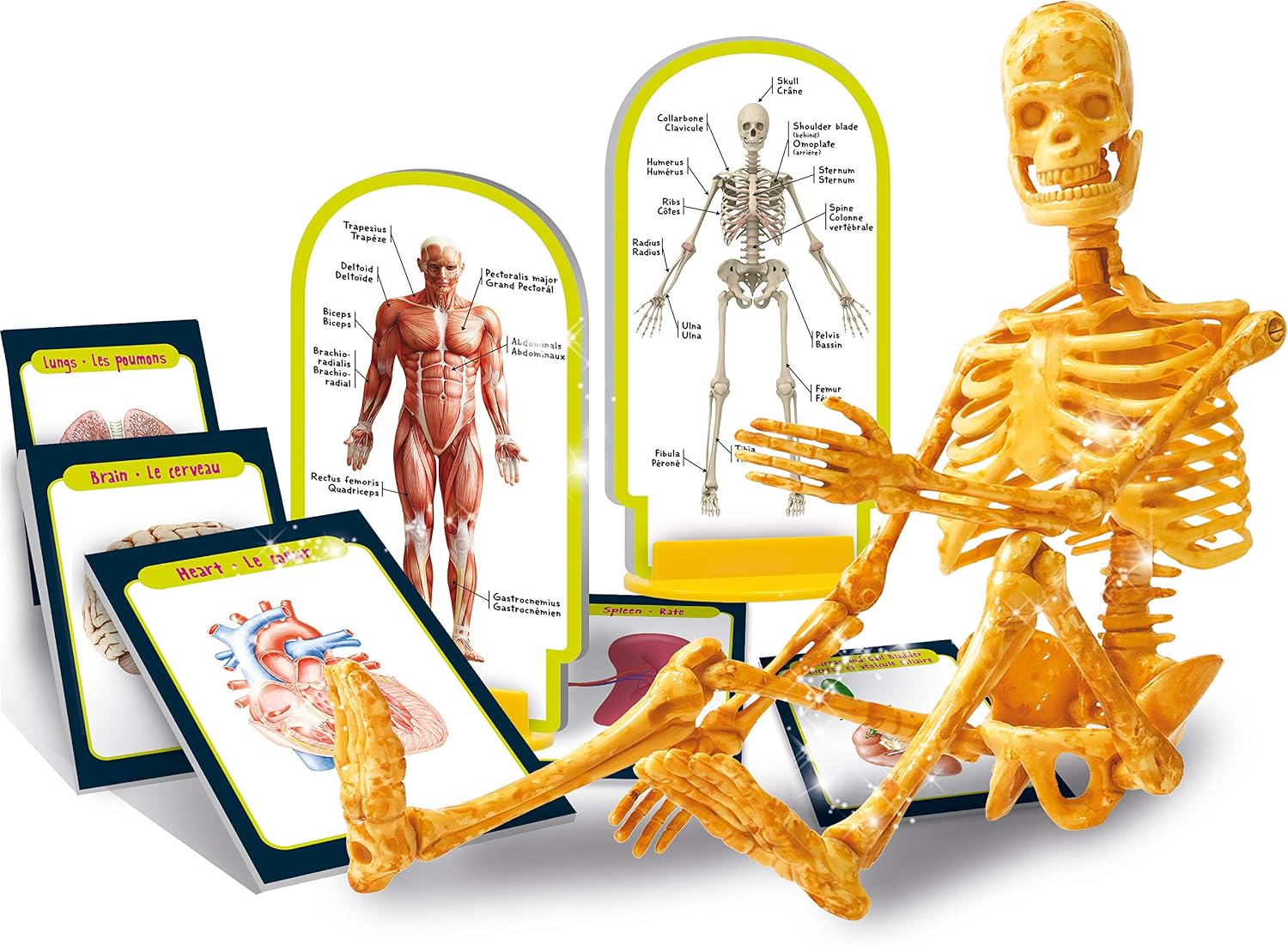 Fidtoy Human Body Anatomy Skeleton Model Science Kit with Organ Cards and Illustrated Manual for Kids