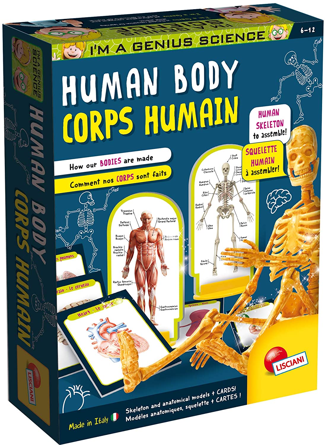 Fidtoy Human Body Anatomy Skeleton Model Science Kit with Organ Cards and Illustrated Manual for Kids