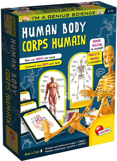 Fidtoy Human Body Anatomy Skeleton Model Science Kit with Organ Cards and Illustrated Manual for Kids