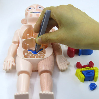 Human Anatomy Organs Toy Model STEM
