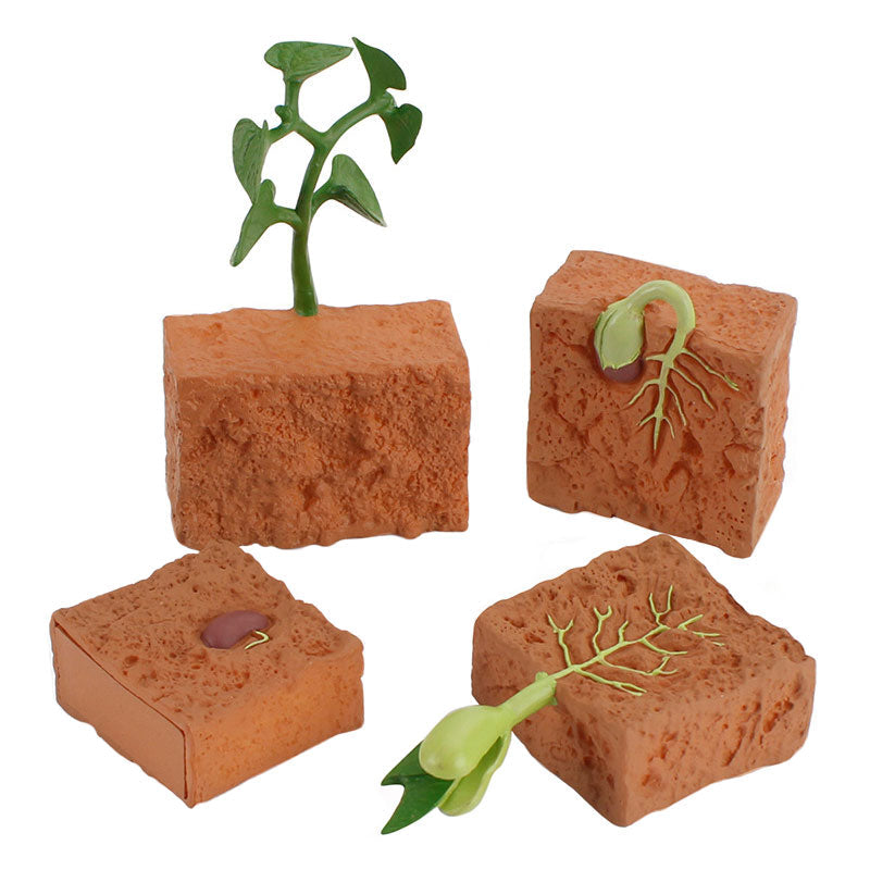 Juguete de modelo de ciclo de planta de semilla de simulación