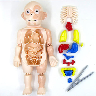 Human Anatomy Organs Toy Model STEM