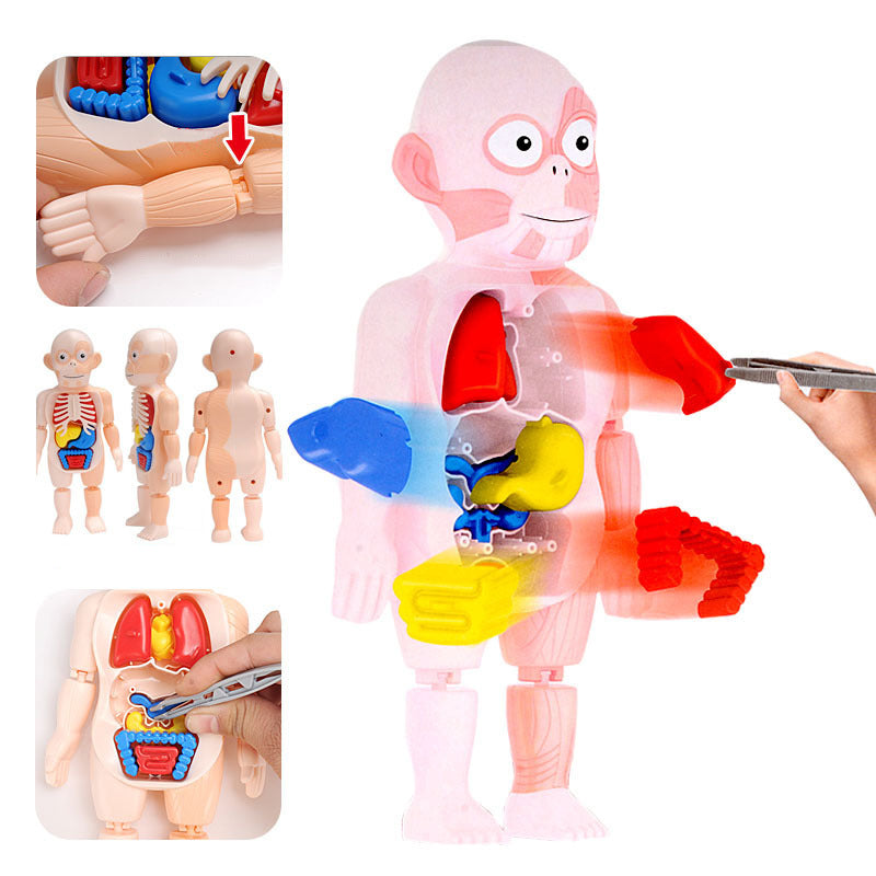 Human Anatomy Organs Toy Model STEM