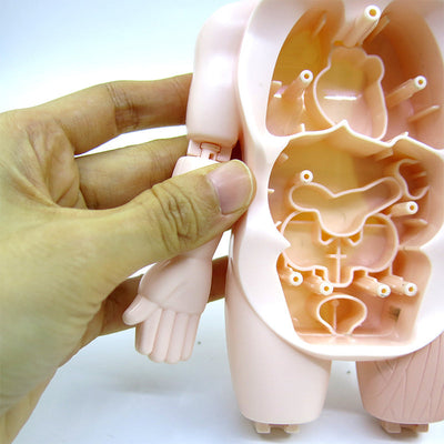 Human Anatomy Organs Toy Model STEM