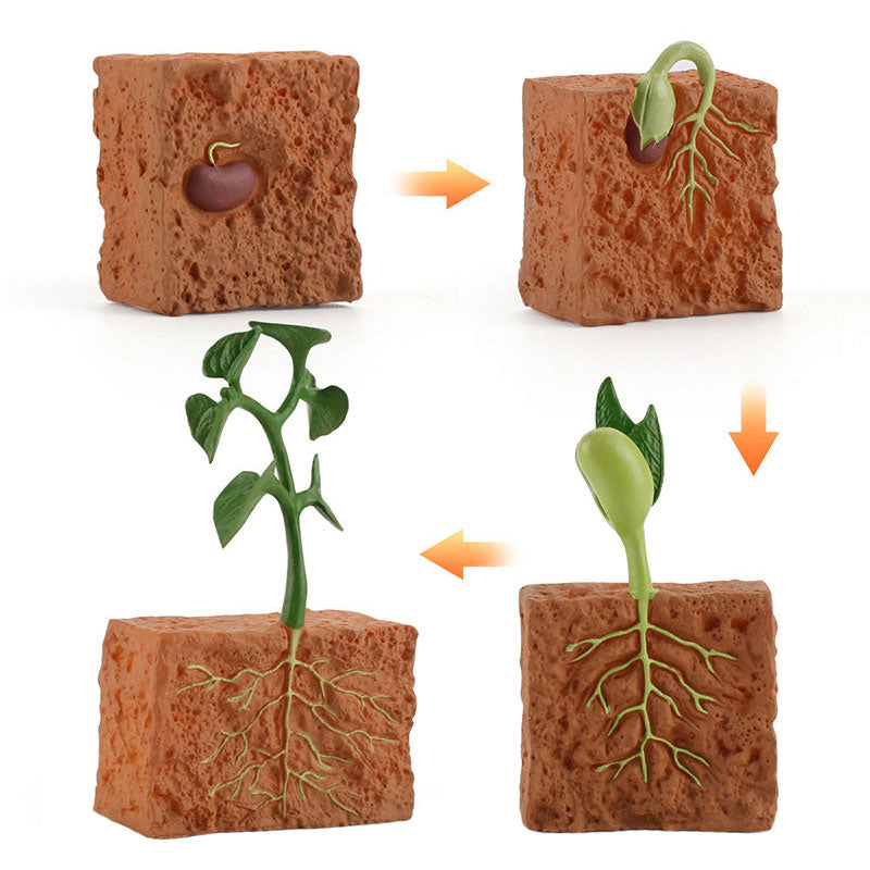 Juguete de modelo de ciclo de planta de semilla de simulación