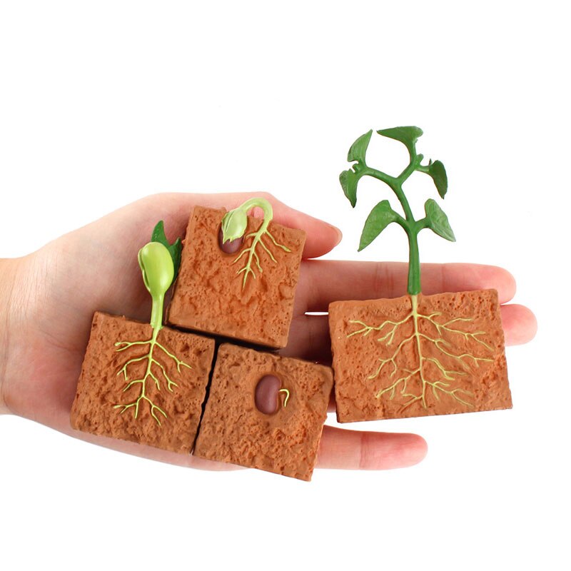 Juguete de modelo de ciclo de planta de semilla de simulación
