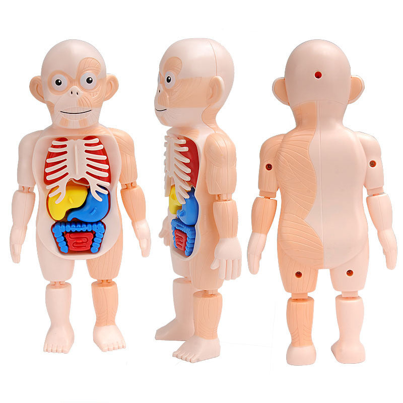Modelo de juguete de órganos de anatomía humana STEM