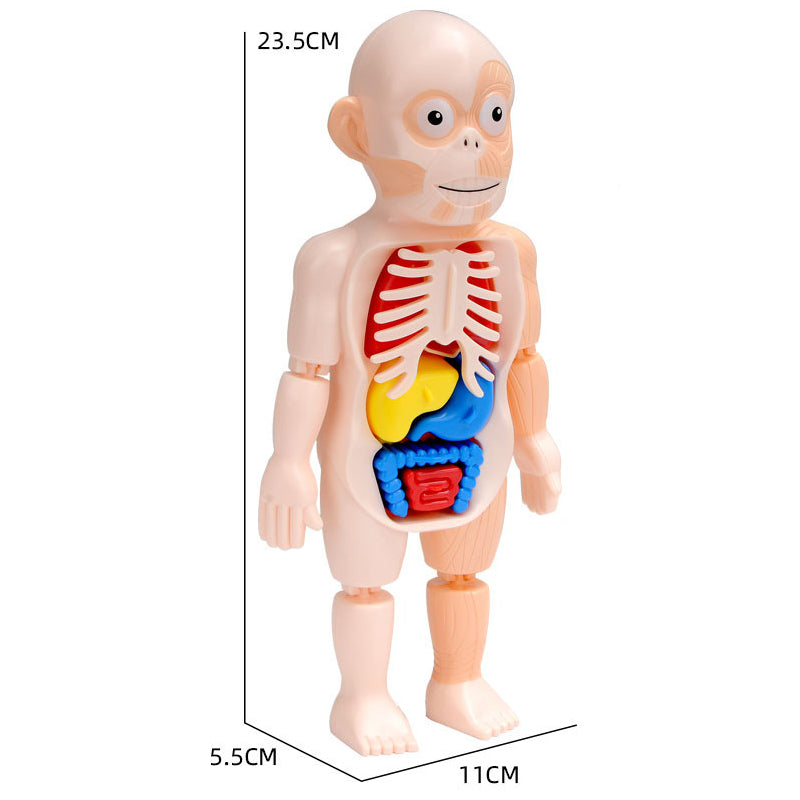 Modelo de juguete de órganos de anatomía humana STEM