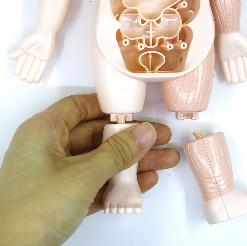 Modelo de juguete de órganos de anatomía humana STEM