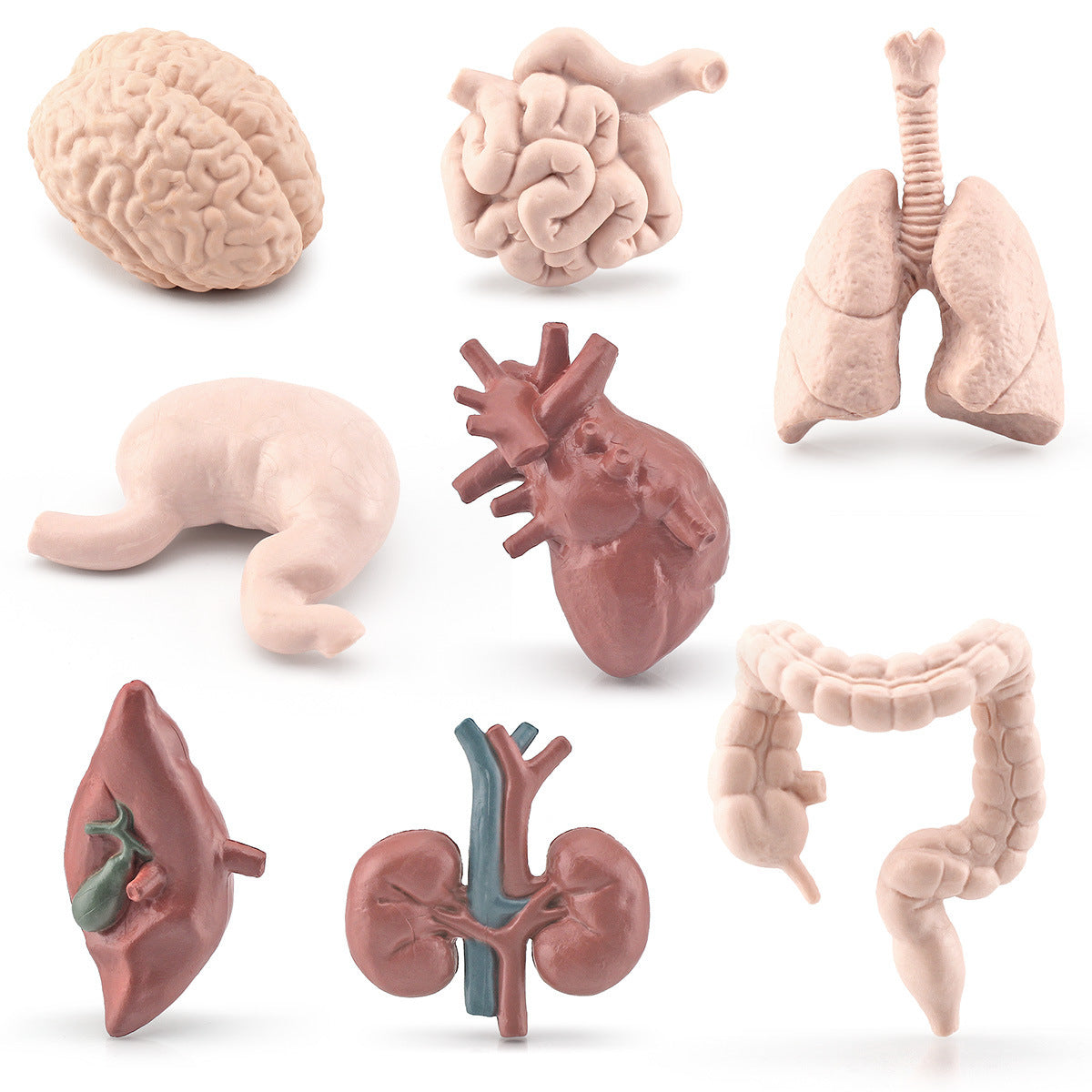 Figuras de Órganos del Cuerpo, Anatómicas y Realistas, Modelo de Juguete de Cerebro, Corazón, Pulmón e Hígado para Ciclo de Vida de Preescolar
