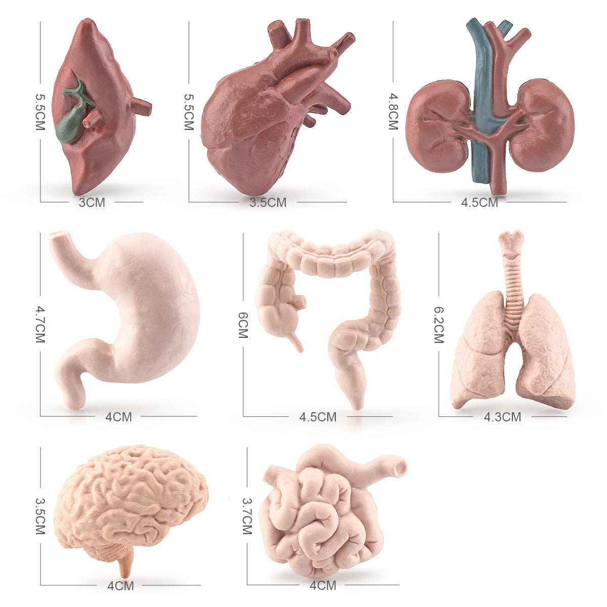 Figuras de Órganos del Cuerpo, Anatómicas y Realistas, Modelo de Juguete de Cerebro, Corazón, Pulmón e Hígado para Ciclo de Vida de Preescolar