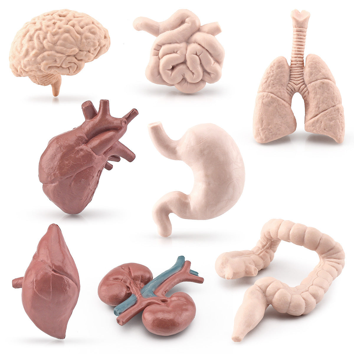 Figuras de Órganos del Cuerpo, Anatómicas y Realistas, Modelo de Juguete de Cerebro, Corazón, Pulmón e Hígado para Ciclo de Vida de Preescolar
