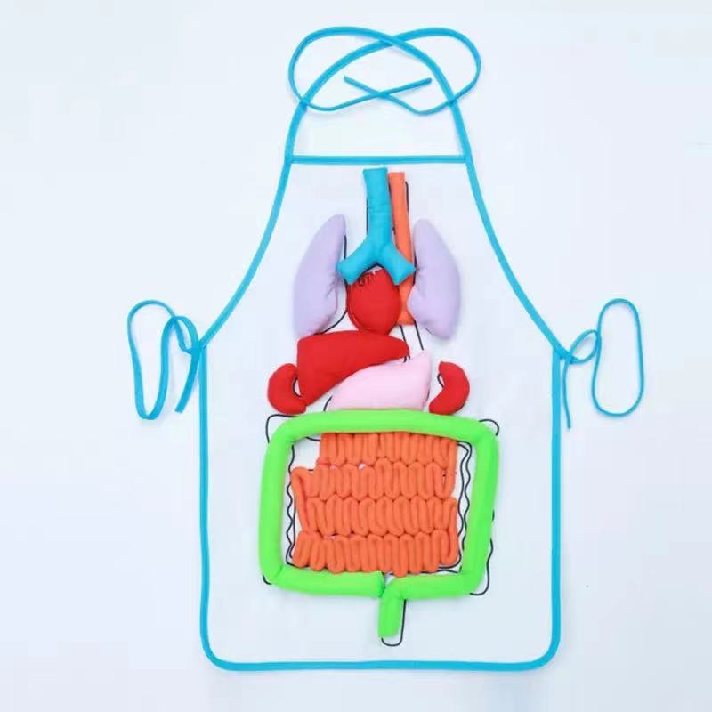 Delantal de anatomía de órganos del cuerpo humano Montessori - Los mejores juguetes Montessori
