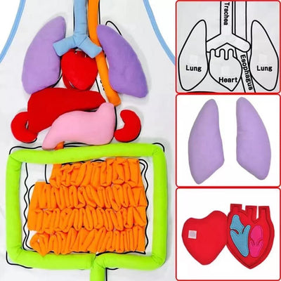 Delantal de anatomía de órganos del cuerpo humano Montessori - Los mejores juguetes Montessori
