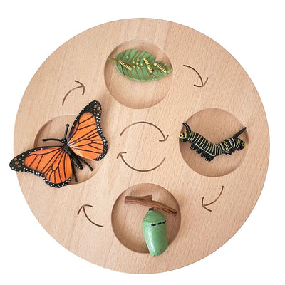 Fidtoy Montessori Life Cycle Board Wooden Educational Science Toy for Kids