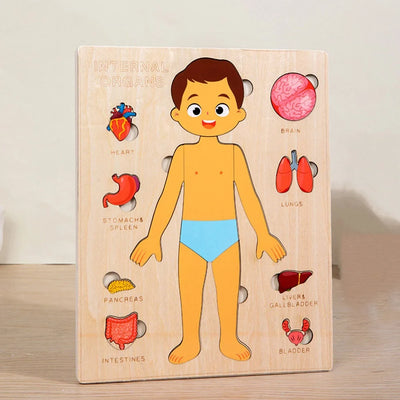 Fidtoy Human Organ Puzzle Set Montessori Anatomy Learning Toy