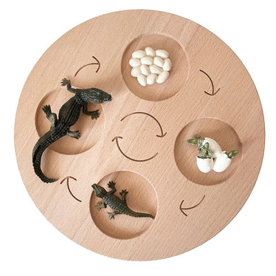 Fidtoy Montessori Life Cycle Board Wooden Educational Science Toy for Kids