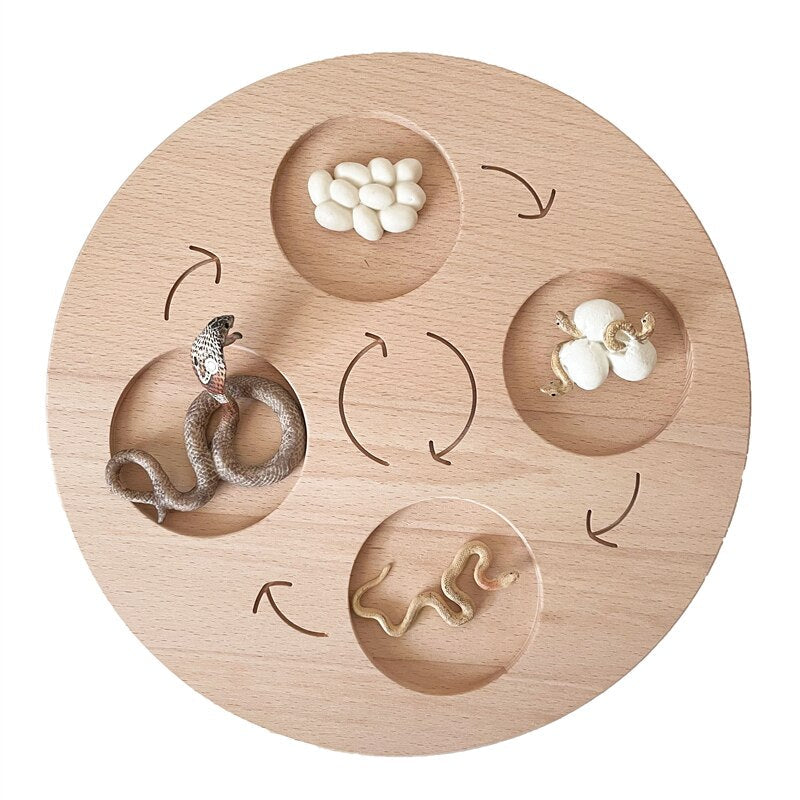 Fidtoy Montessori Life Cycle Board Wooden Educational Science Toy for Kids