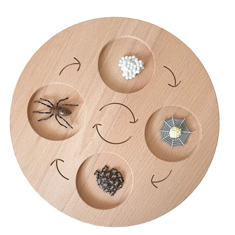 Fidtoy Montessori Life Cycle Board Wooden Educational Science Toy for Kids