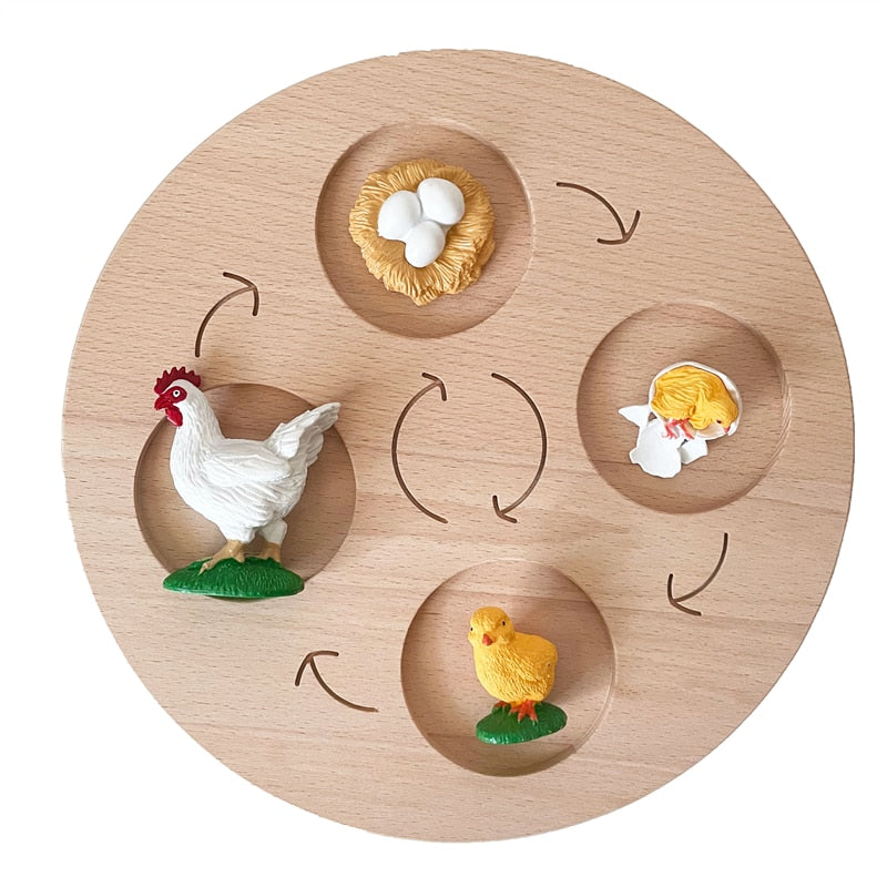 Fidtoy Montessori Life Cycle Board Wooden Educational Science Toy for Kids