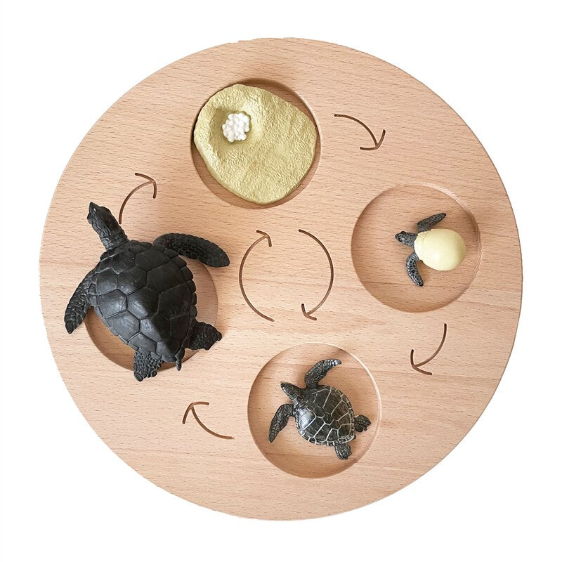 Fidtoy Montessori Life Cycle Board Wooden Educational Science Toy for Kids
