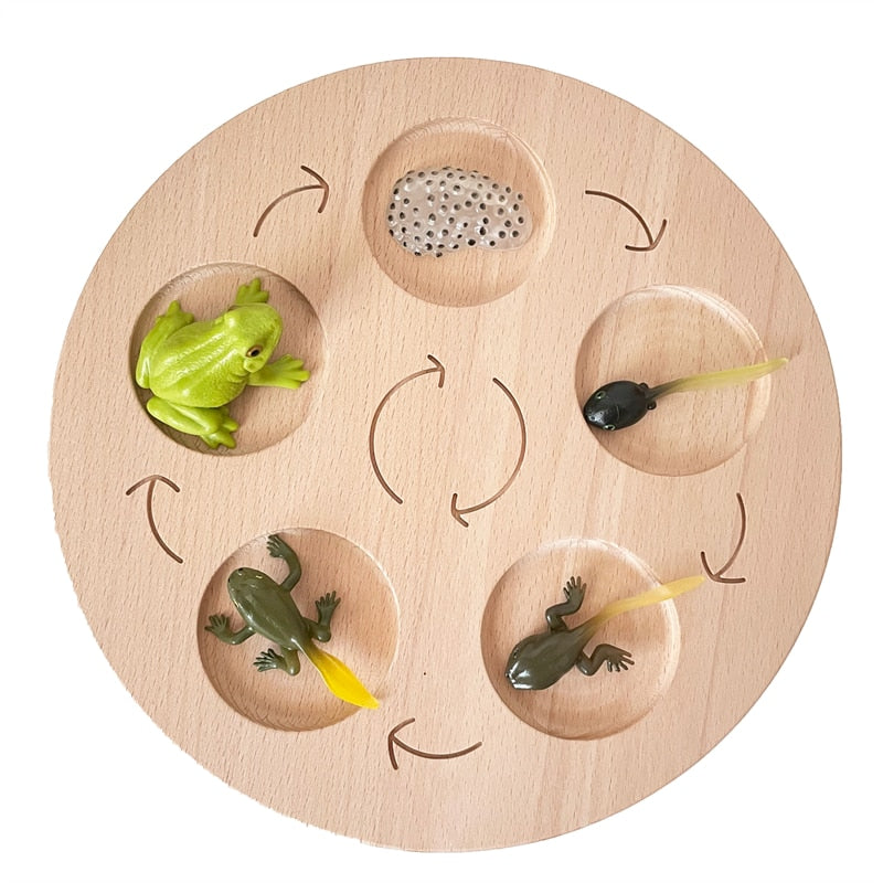 Fidtoy Montessori Life Cycle Board Wooden Educational Science Toy for Kids