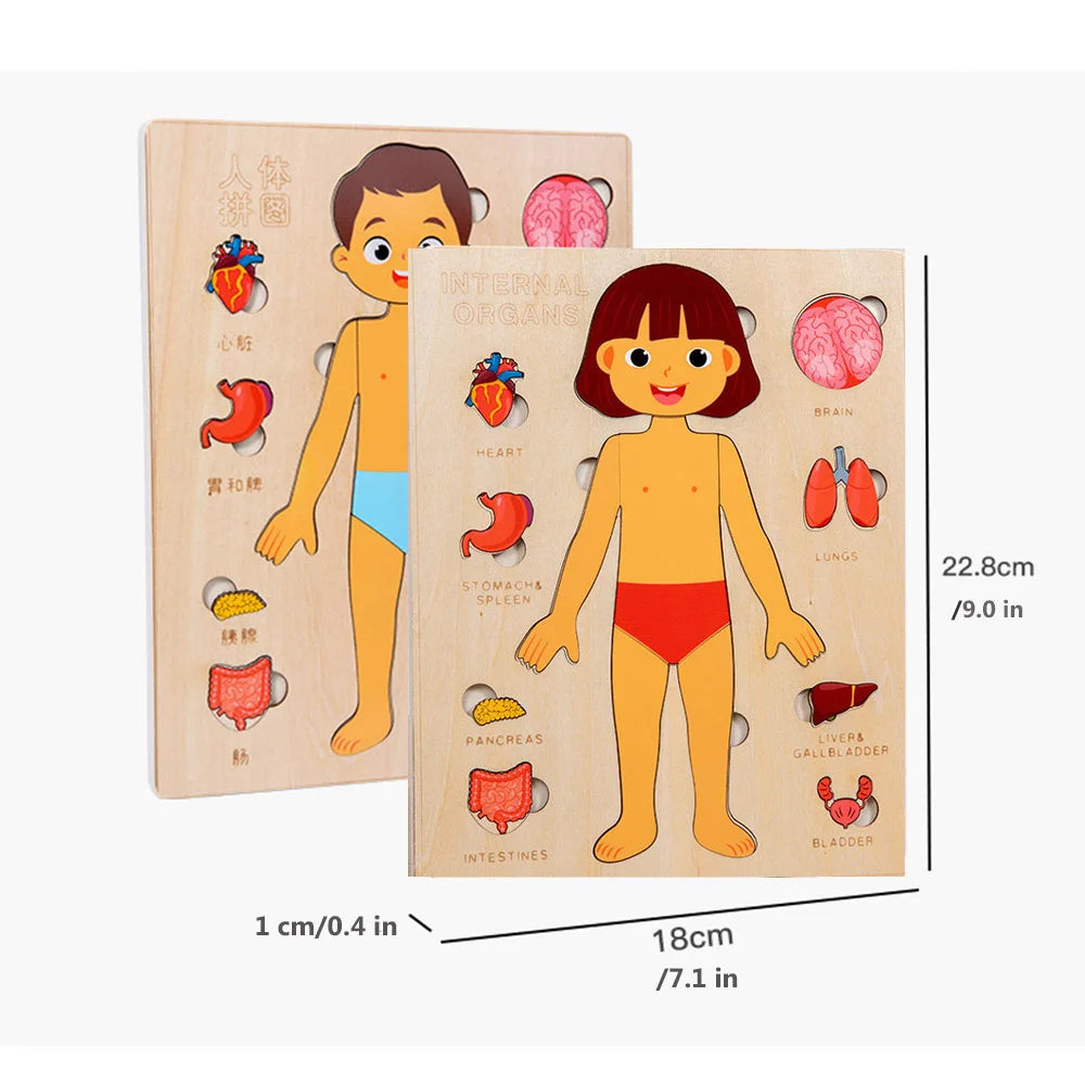 Fidtoy Human Organ Puzzle Set Montessori Anatomy Learning Toy