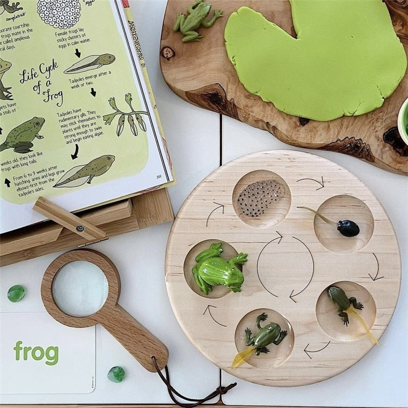 Fidtoy Montessori Life Cycle Board Wooden Educational Science Toy for Kids