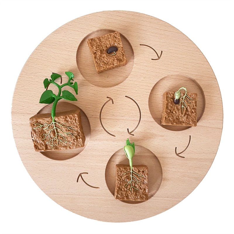 Fidtoy Montessori Life Cycle Board Wooden Educational Science Toy for Kids