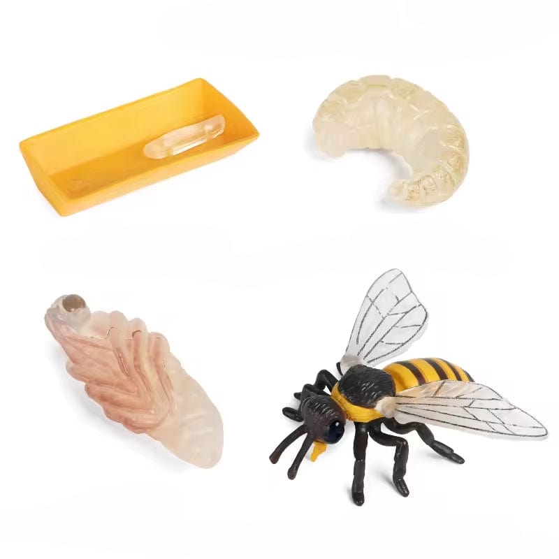 Bee Life Cycle Montessori