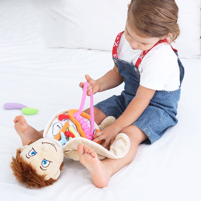 Montessori Anatomy Doll-Best montessori toys