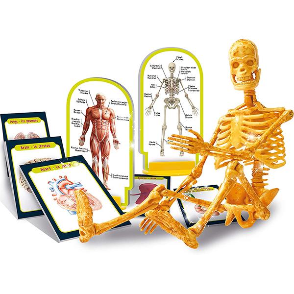 Fidtoy Human Body Anatomy Skeleton Model Science Kit with Organ Cards and Illustrated Manual for Kids