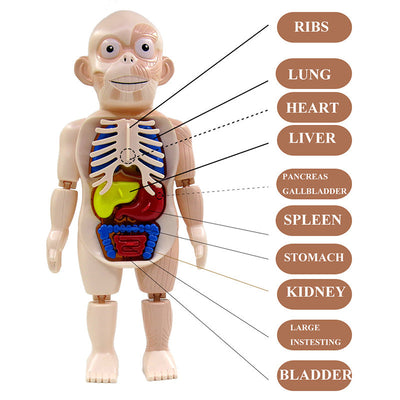 Montessori Human Body organs Puzzle For Kids